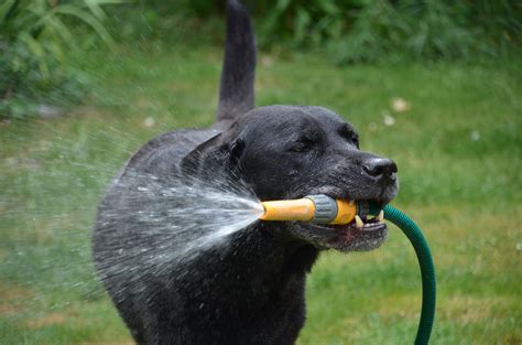 sandra hermes labrador|labrador rehoming california.